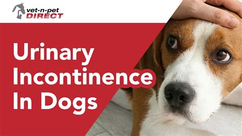 dog incontinence after spay|Female Canine Urinary Incontinence